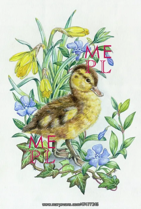  : A duckling with daffodils, periwinkle and ivy