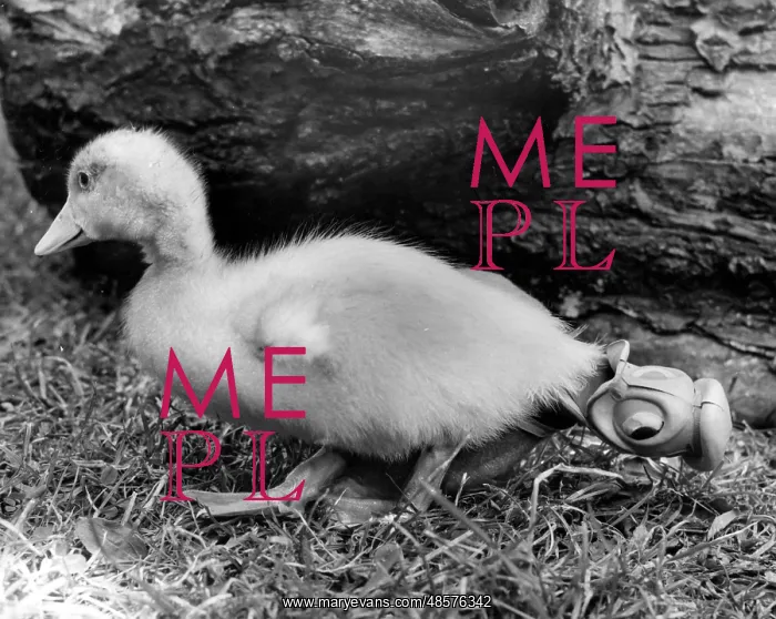 : Duckling with Donald Duck toy : Duckling with Donald Duck toy