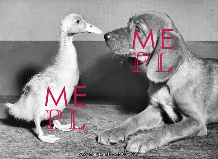  : Duckling and Pup