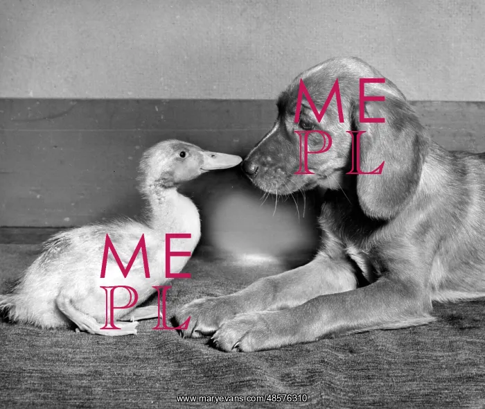  : Duckling and pup