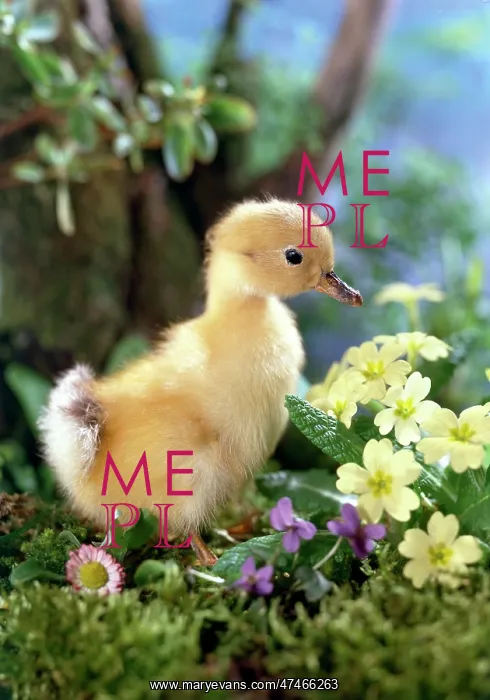  : Duckling with spring flowers