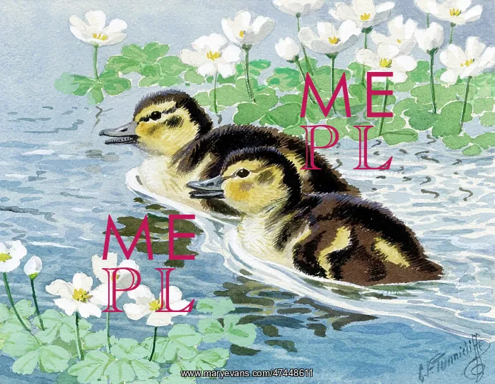  : Ducklings. Two Ducklings on Water