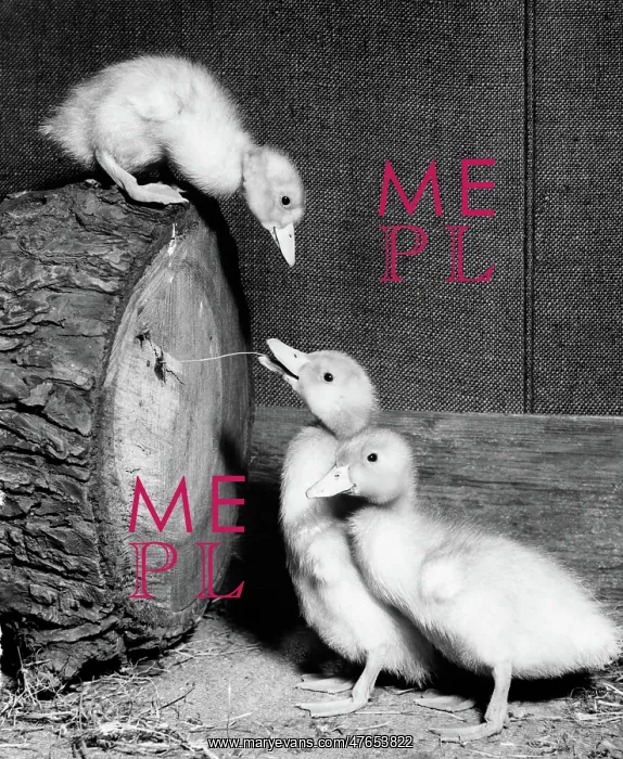  : Three ducklings
