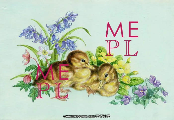: Two ducklings with bluebells, windflowers etc : Two ducklings with bluebells, windflowers etc
