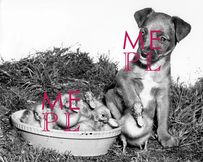 : Ducklings and cross-bred Pup : Ducklings and cross-bred Pup