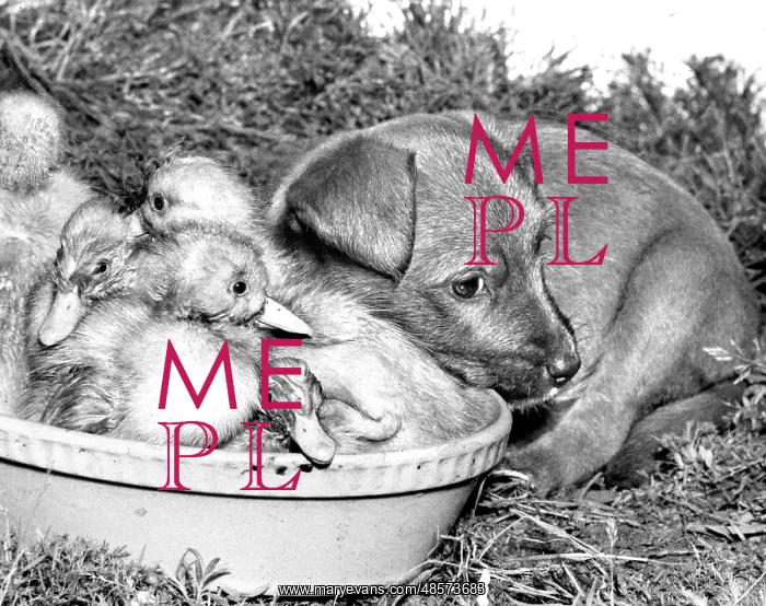 : Ducklings and cross-bred Pup : Ducklings and cross-bred Pup