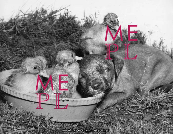 : Ducklings and cross-bred pup : Ducklings and cross-bred pup