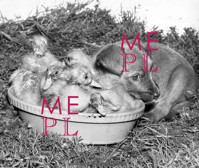 : Ducklings and cross-bred pup : Ducklings and cross-bred pup