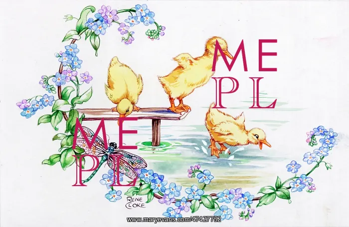  : Ducklings diving