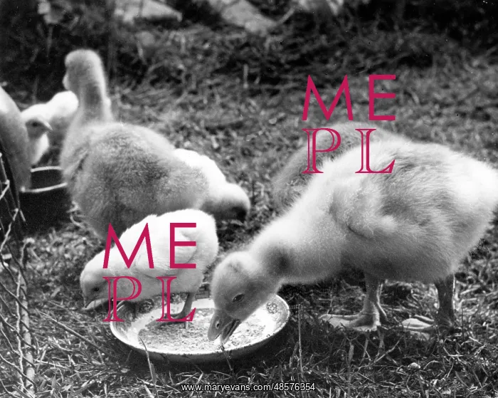  : Ducklings eating from a bowl