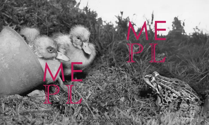  : Ducklings and a frog
