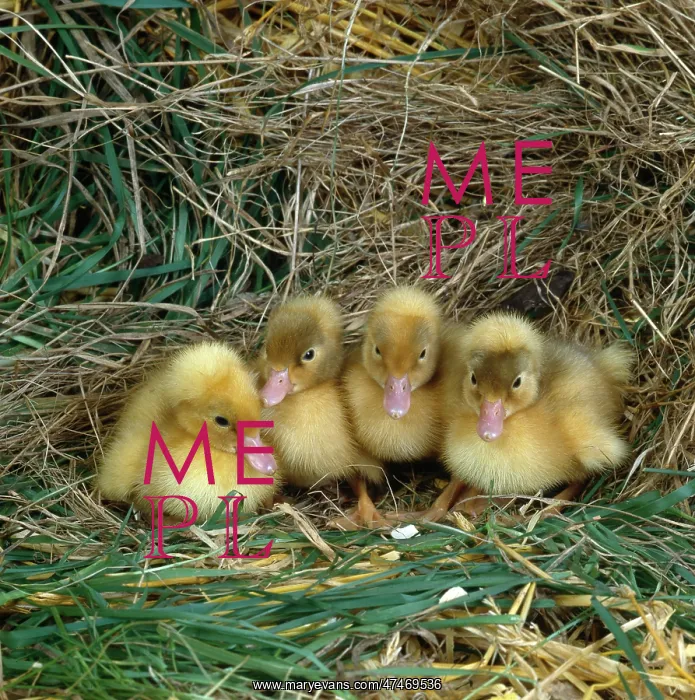  : Four Ducklings ? in grass