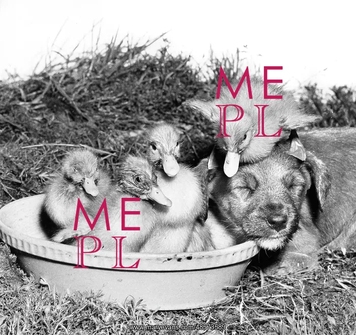  : Ducklings and Pup