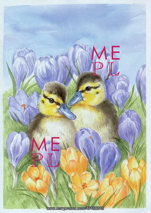 : Two Ducklings with saffron & lilac Crocuses : Two Ducklings with saffron & lilac Crocuses