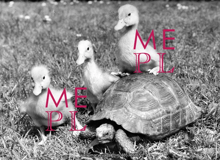 : Ducklings and tortoise