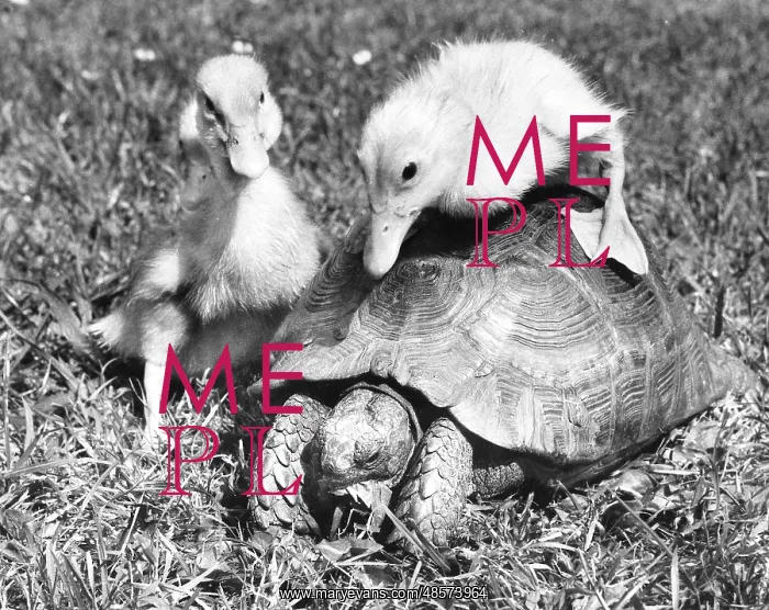  : Ducklings and Tortoise