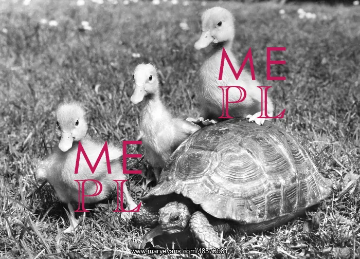  : Ducklings and Tortoise
