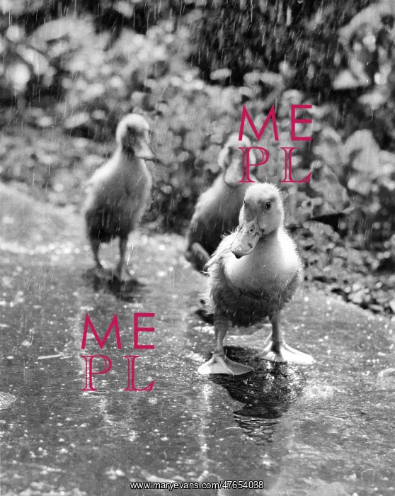 : Three ducklings on a wet path : Three ducklings on a wet path