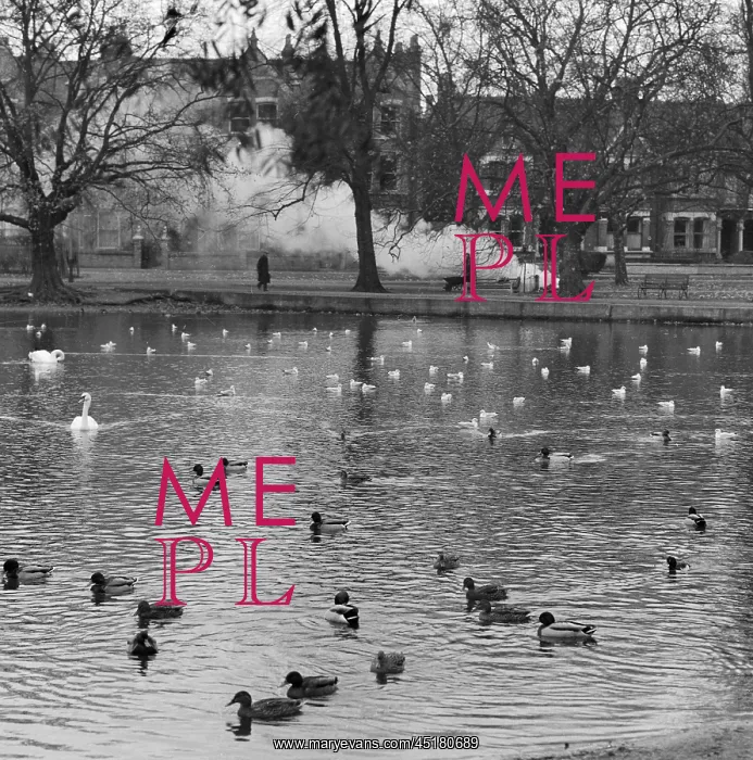 : Duckpond. A view of birds on a pond in London : Duckpond. A view of birds on a pond in London
