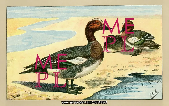  : Three ducks