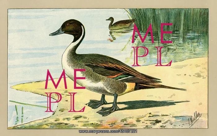  : Two ducks