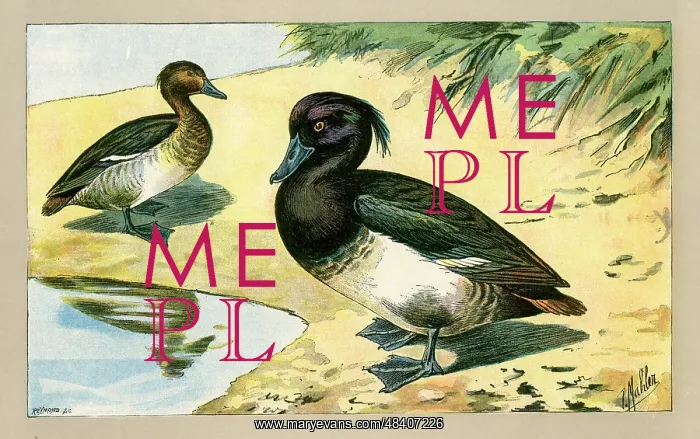  : Two ducks