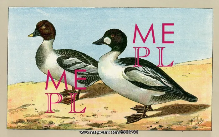  : Two ducks