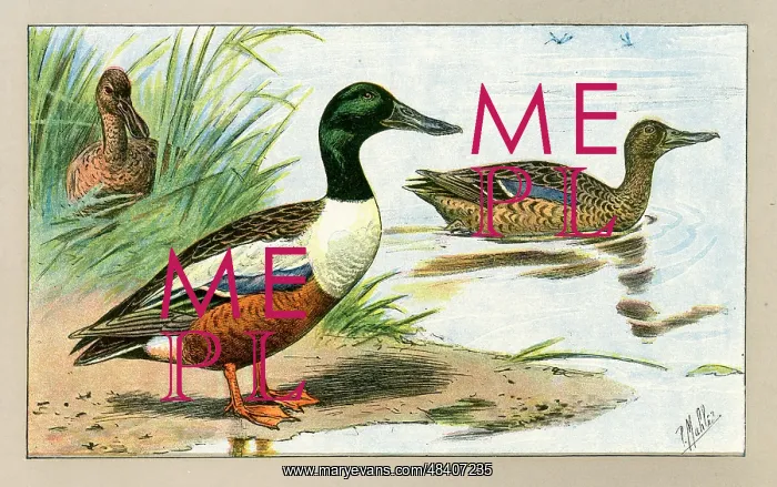  : Three ducks