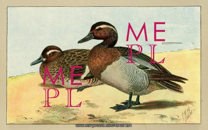  : Two ducks