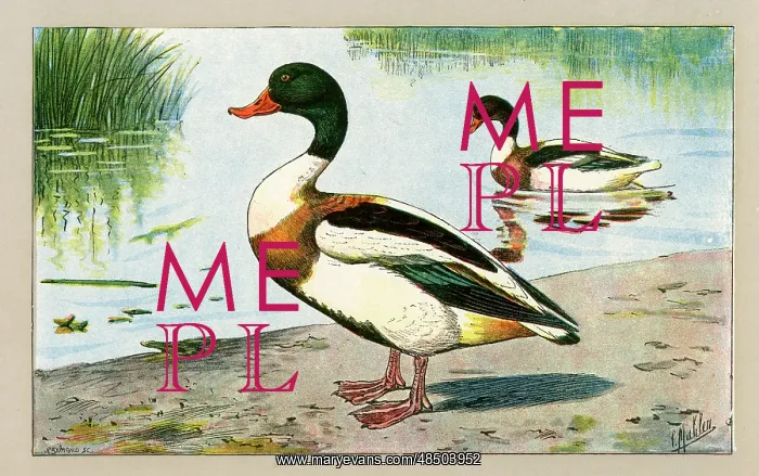  : Two ducks