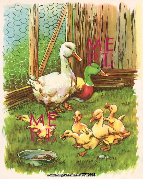 : Ducks and Ducklings : Ducks and Ducklings