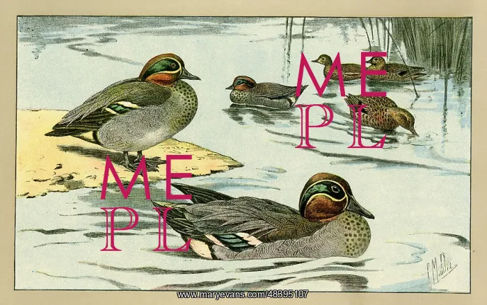  : Ducks and ducklings