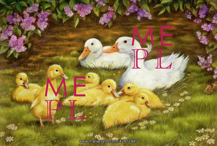 : Two Ducks with six ducklings with lilac : Two Ducks with six ducklings with lilac