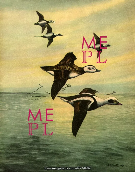  : Ducks Fly Over Ocean