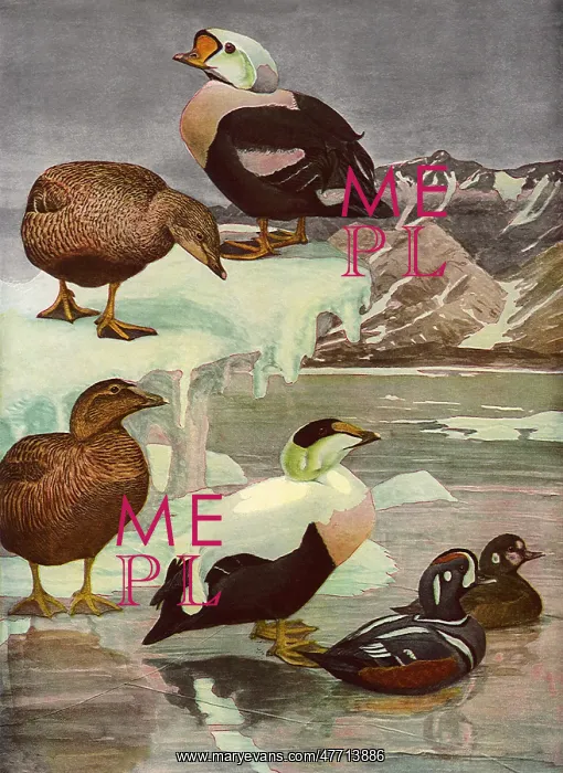  : Ducks at Frozen Lake