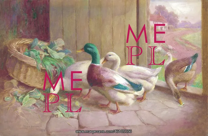  : Ducks and geese