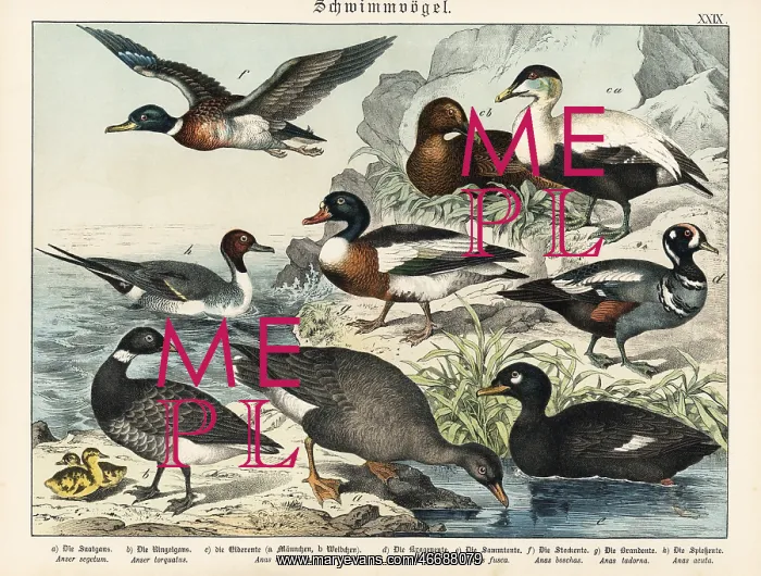 : Ducks and geese : Ducks and geese