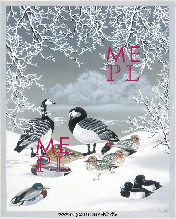 : Ducks and geese in the snow by a lake : Ducks and geese in the snow by a lake