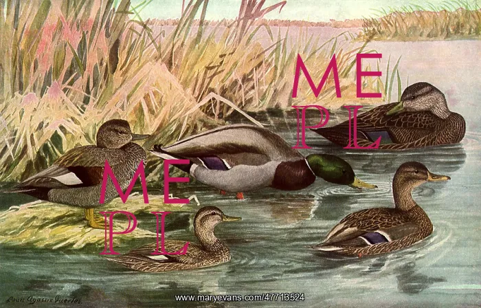  : Ducks in Grass