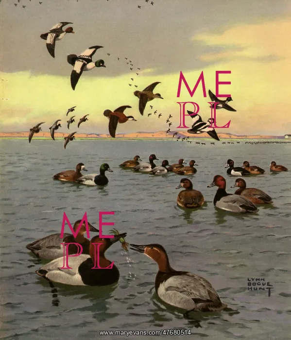  : Ducks on Lake