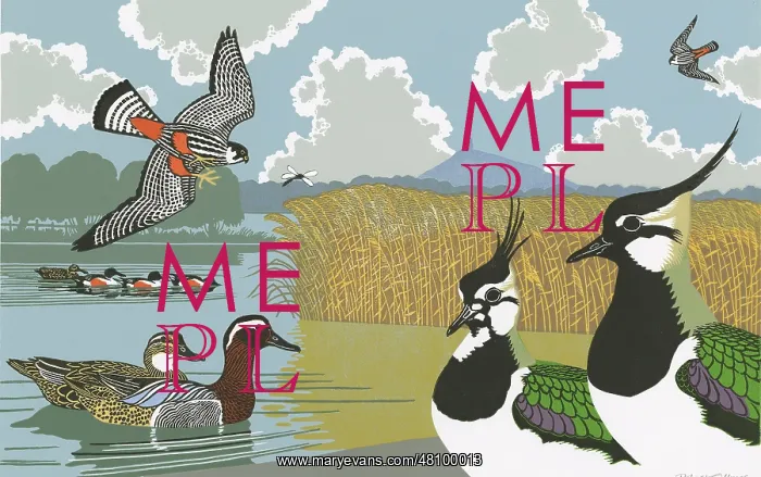 : Ducks, Lapwings, Falcons : Ducks, Lapwings, Falcons