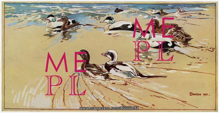 : Ducks in Lindisfarne : Ducks in Lindisfarne