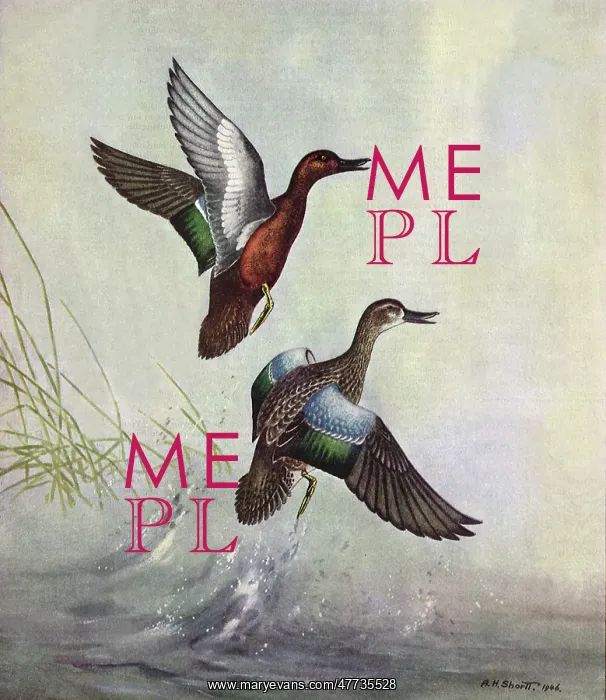  : Ducks in a Marsh