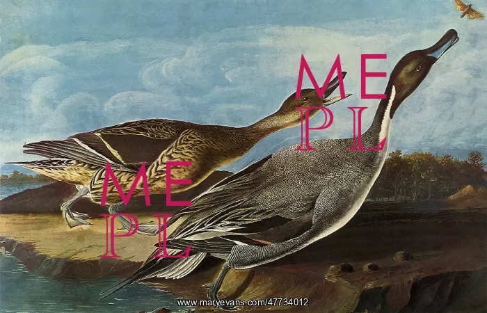  : Two Ducks and Moth