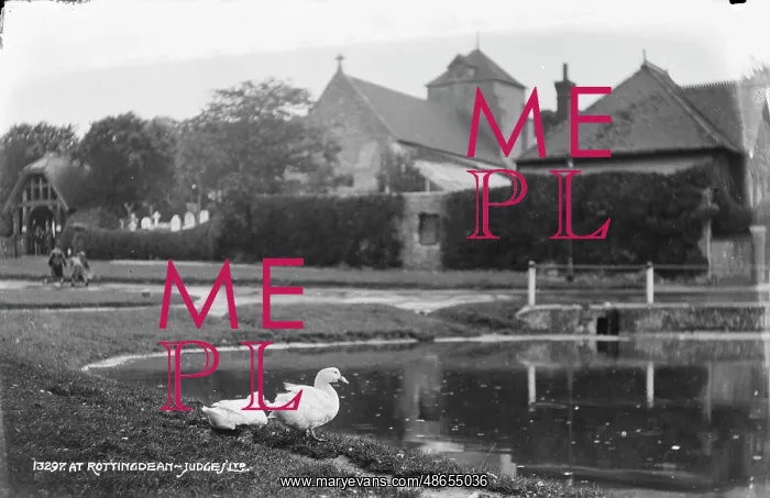 : Ducks by the Pond in Rottingdean : Ducks by the Pond in Rottingdean