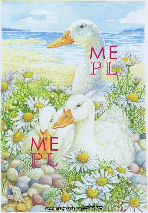  : Ducks Resting in Sea-Mayweed