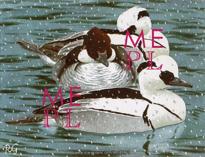 : Ducks / Smew : Ducks / Smew