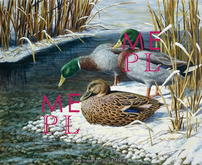 : Three Ducks ' by snowy stream : Three Ducks ' by snowy stream