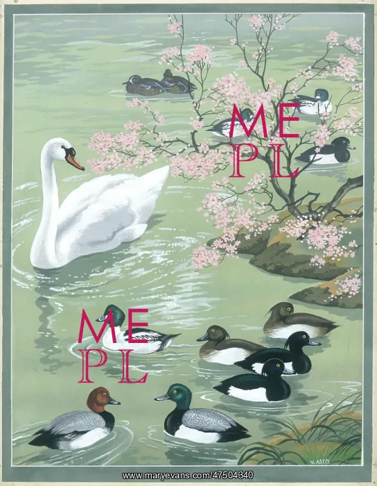 : Ducks and swan on lake : Ducks and swan on lake