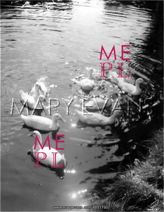 : DUCKS SWIMMING : DUCKS SWIMMING